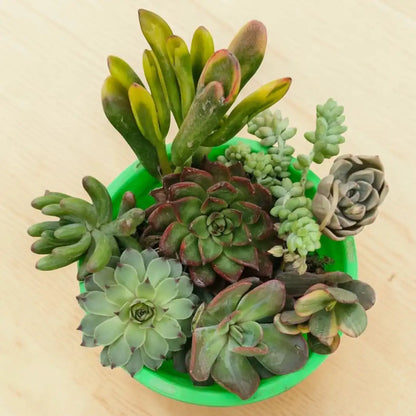 Succulent Combo A6- Set of 8 Live Succulent Plants by Plant Orbit