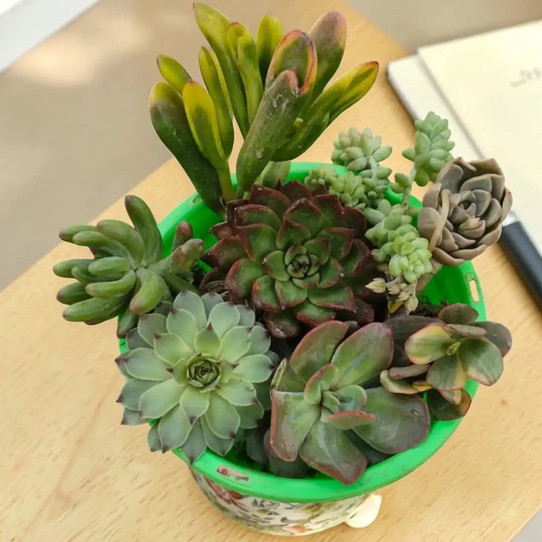 order live succulents online Succulent Combo A6- Set of 8 Live Succulent Plants by Plant Orbit