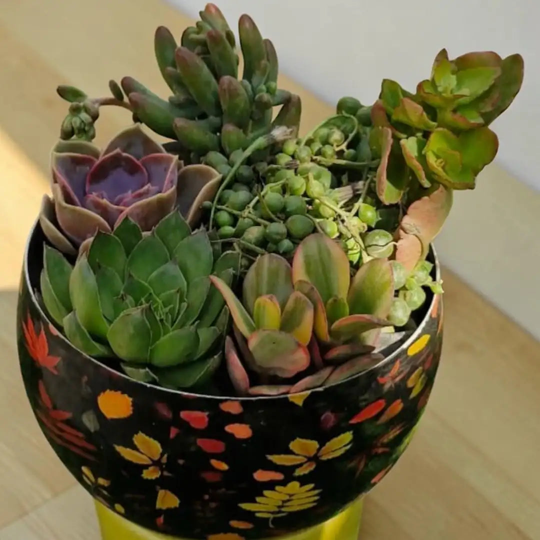 Succulent Combo A2 ( Bare-rooted )- Set of 6 live plants from Plant Orbit