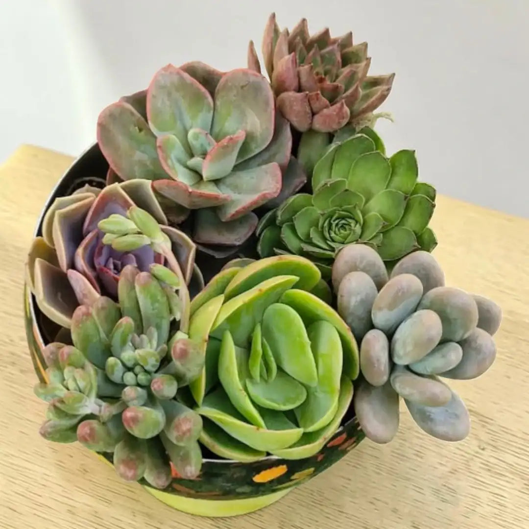 Succulent Combo A3- ( Bare-rooted ) Set of 7 Live Succulent Plants by Plant Orbit