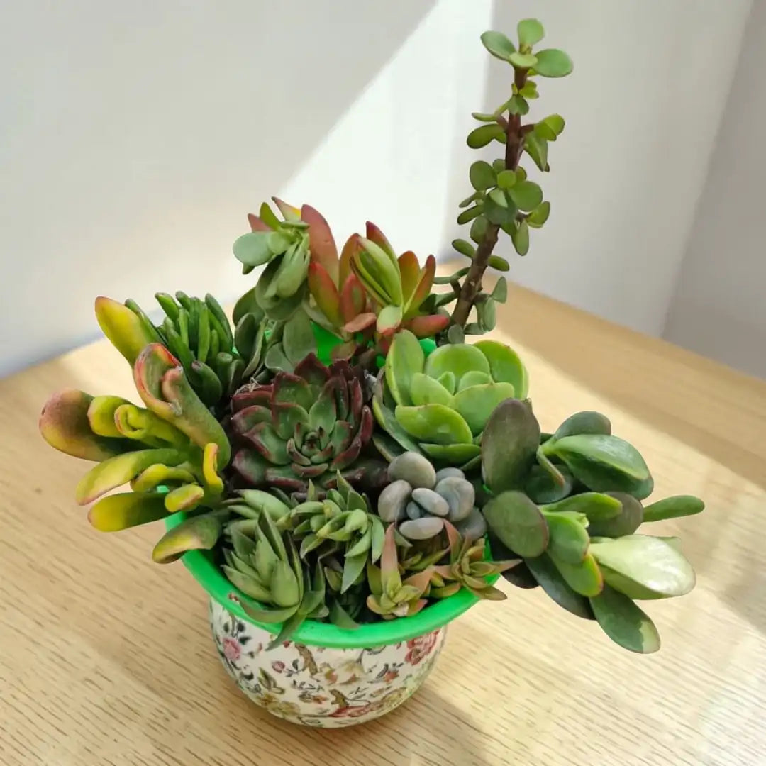 Succulent Combo A4- Set of 9 Live Succulent Plants by Plant Orbit