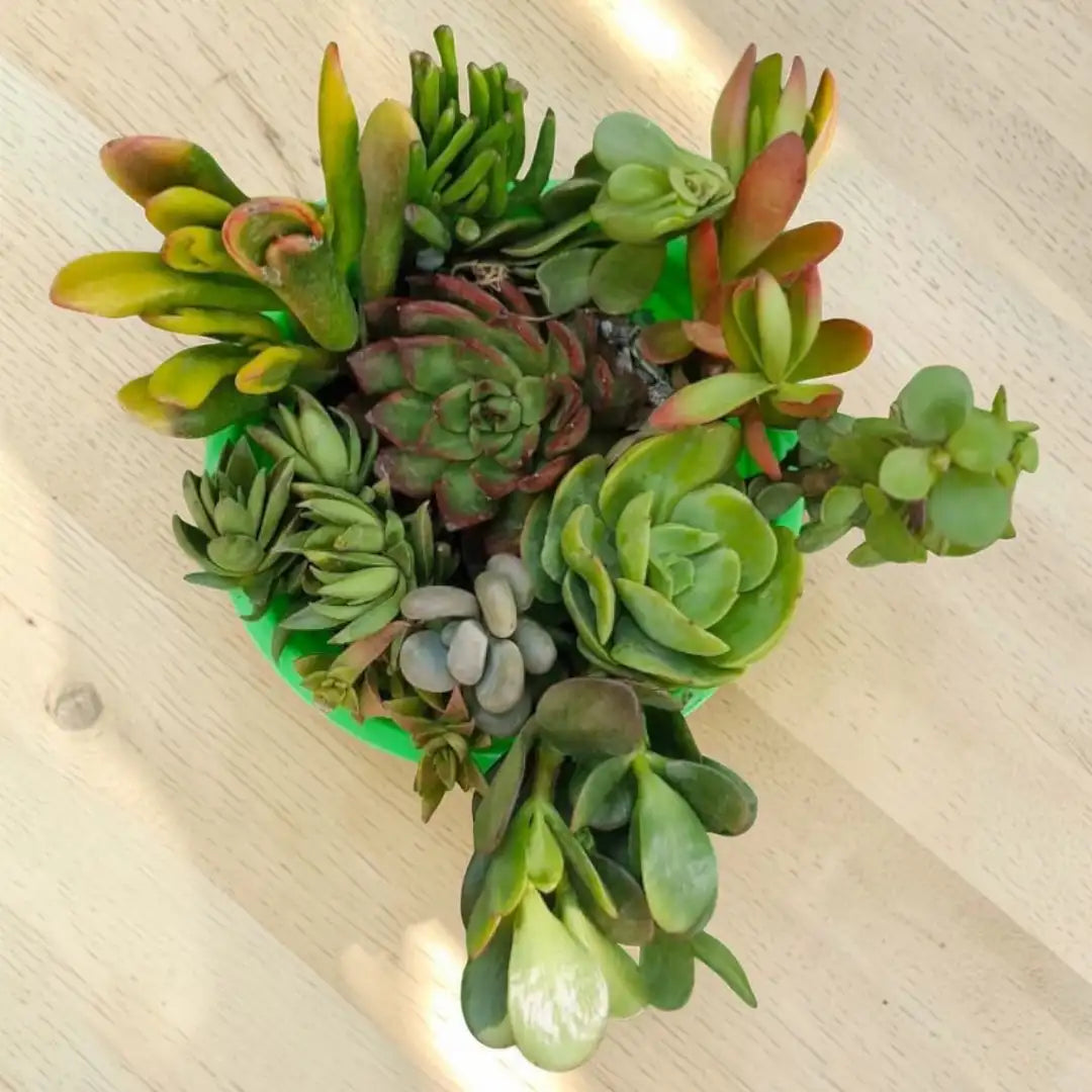 Succulent Combo A4 ( Bare-rooted )- Set of 9 Live Succulent Plants by Plant Orbit