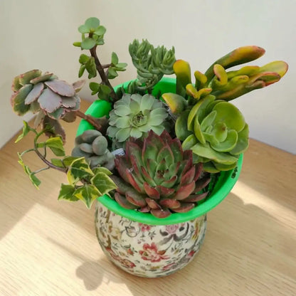 Succulent Combo A5- Set of 8 Live Succulent Plants by Plant Orbit
