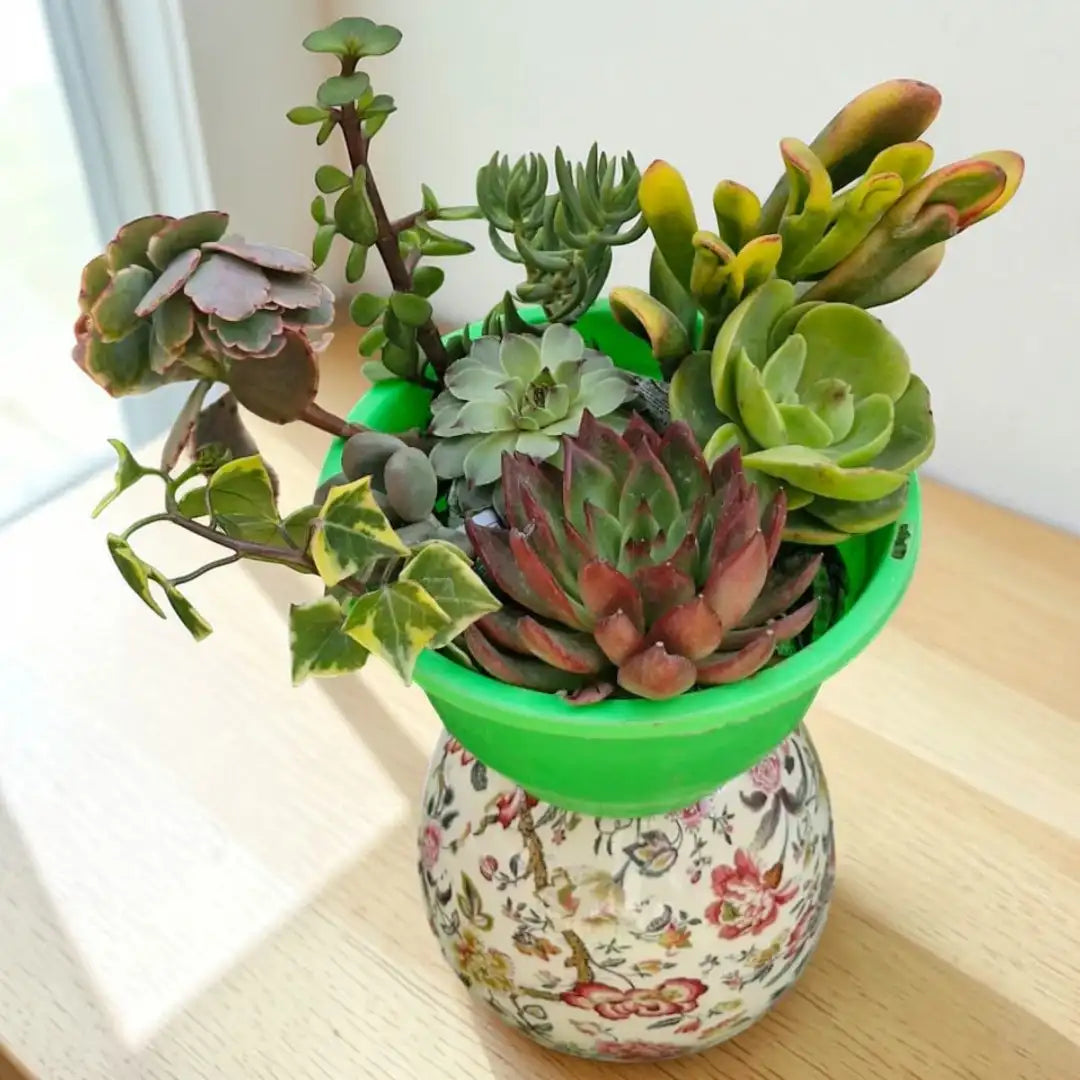Succulent Combo A5 ( Bare-rooted )- Set of 8 Live Succulent Plants by Plant Orbit