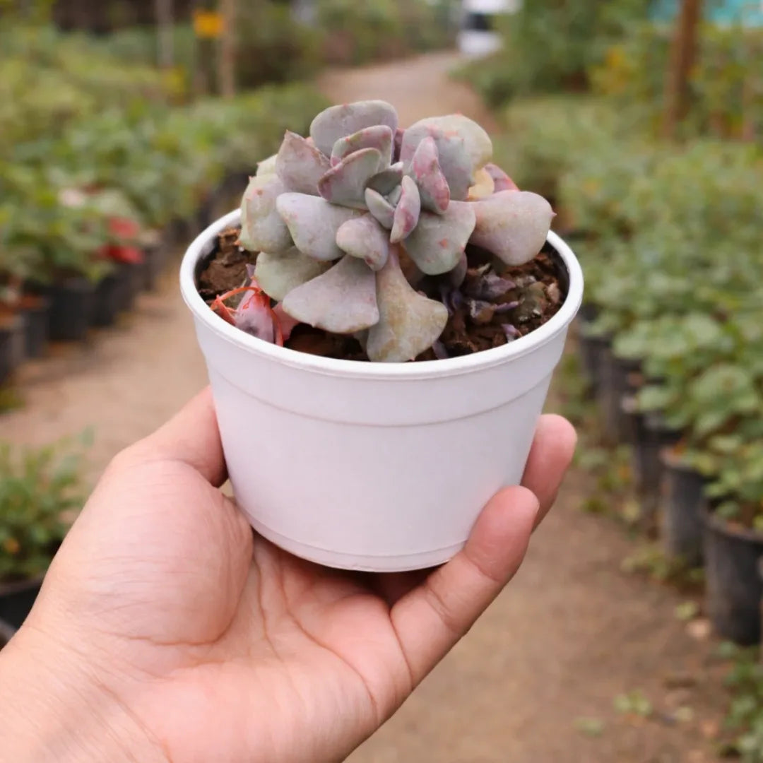 Echeveria Cubic Frost