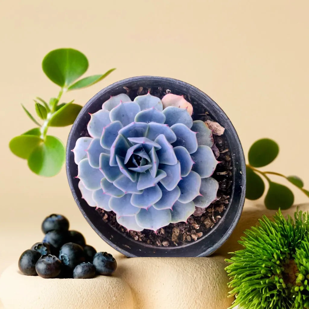 Top view of Echeveria Esther succulent with soft blue and lavender leaves arranged in a rosette, displayed on a neutral background with blueberries and green moss, available at Plant Orbit.