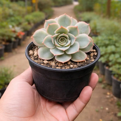 Echeveria Esther (Bare Rooted)