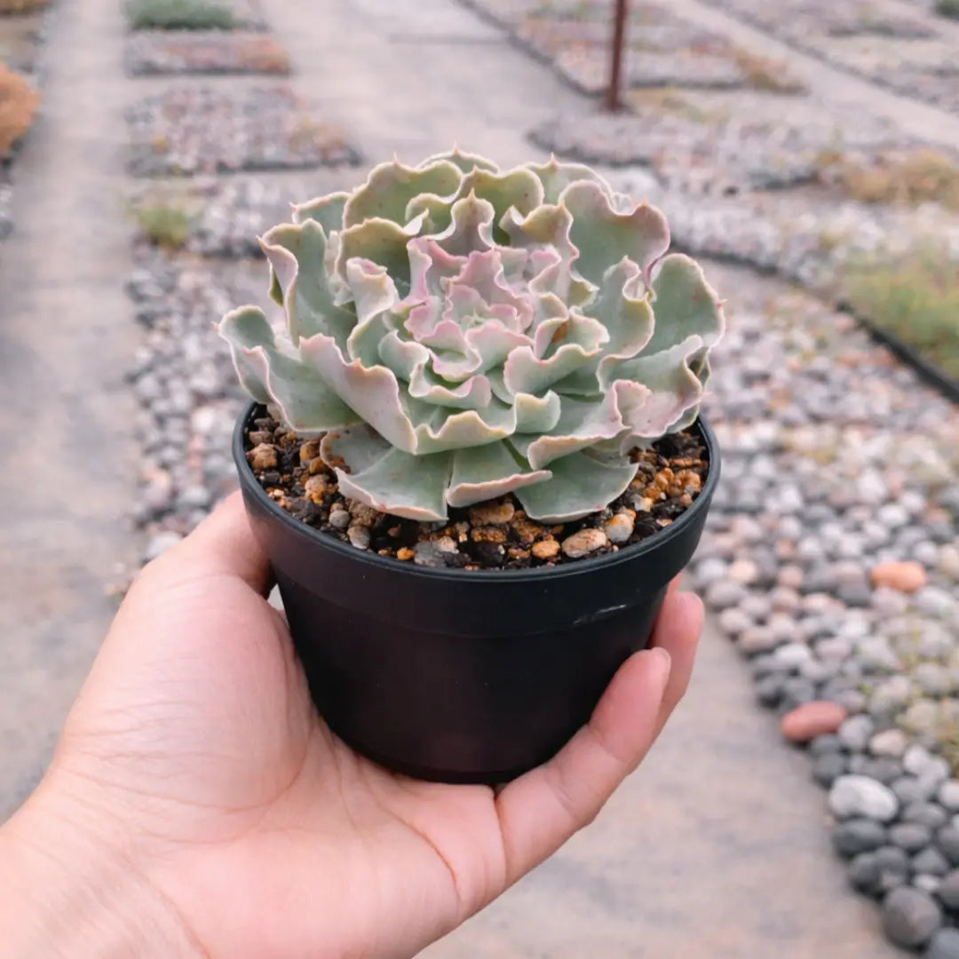 Echeveria Frill Curls (Bare Rooted)