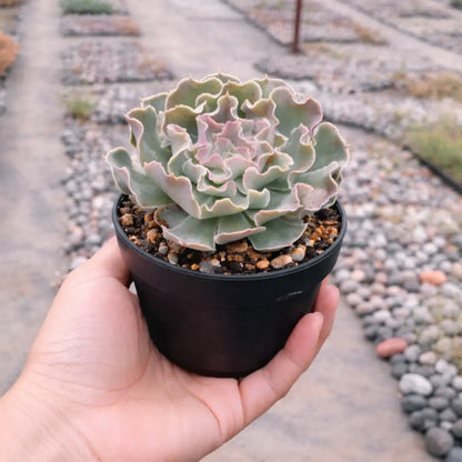 Echeveria Frill Curls (Bare Rooted)