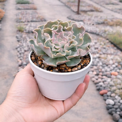 Echeveria Frill Curls (Bare Rooted)