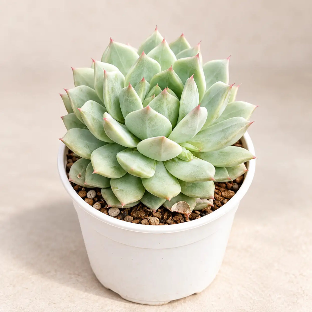 Echeveria Green 2 (Bare Rooted)