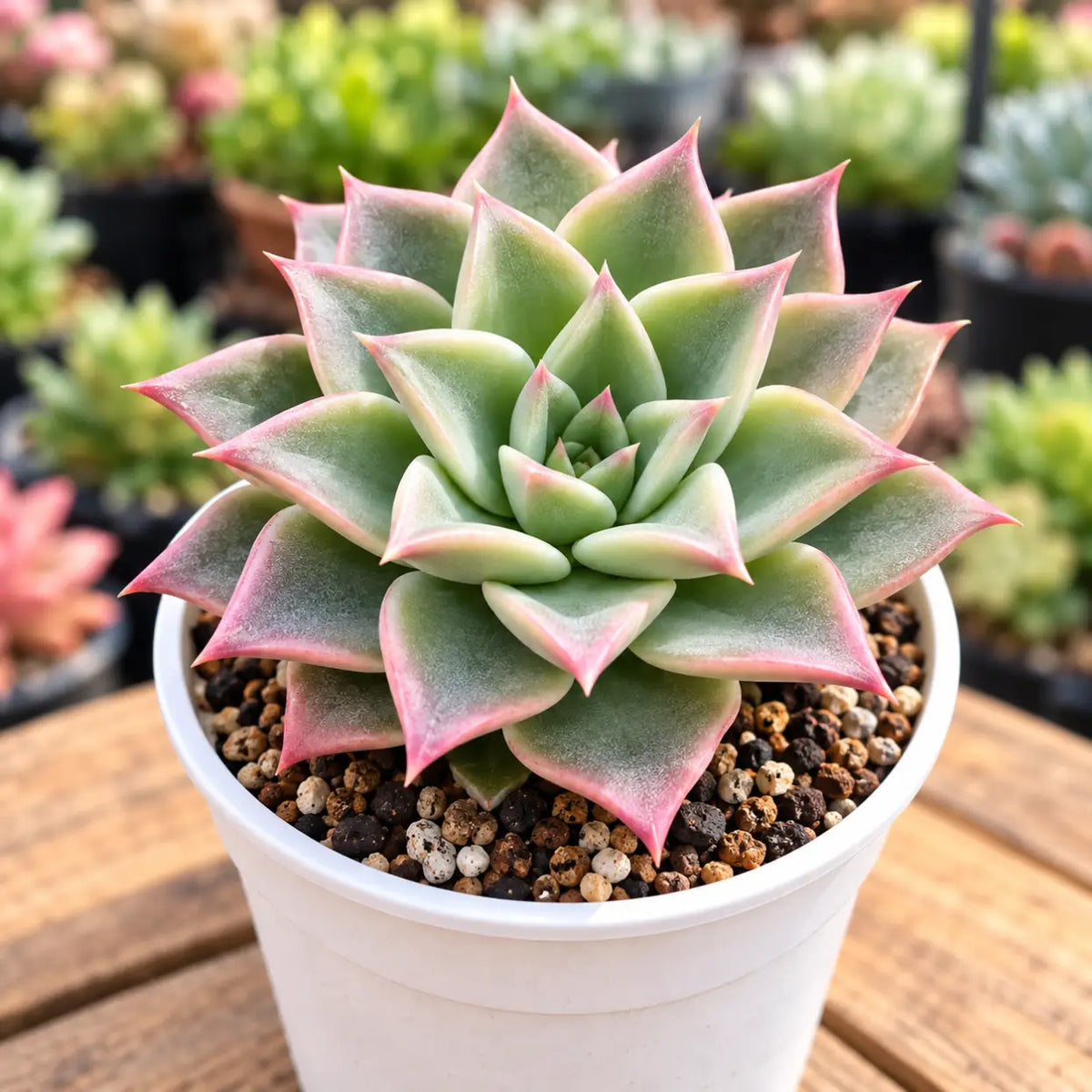 Echeveria Madiba (Bare Rooted)