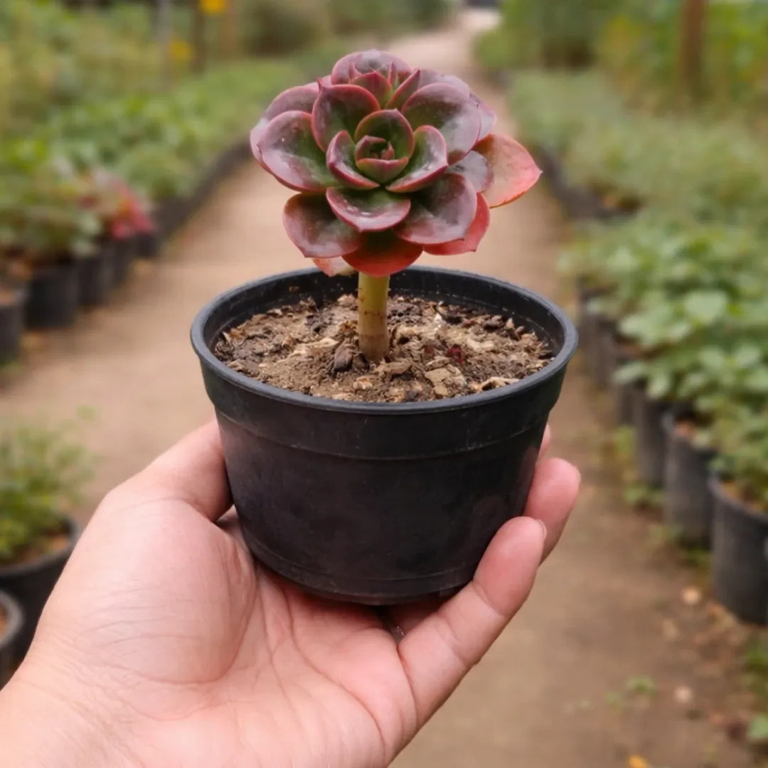 Echeveria Melaco (Bare Rooted)