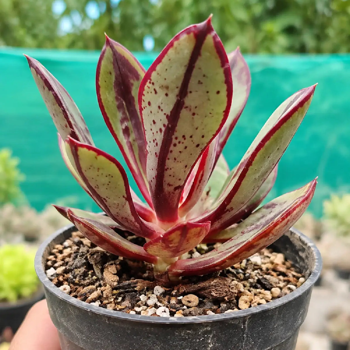 Echeveria Nodulosa (Bare Rooted)