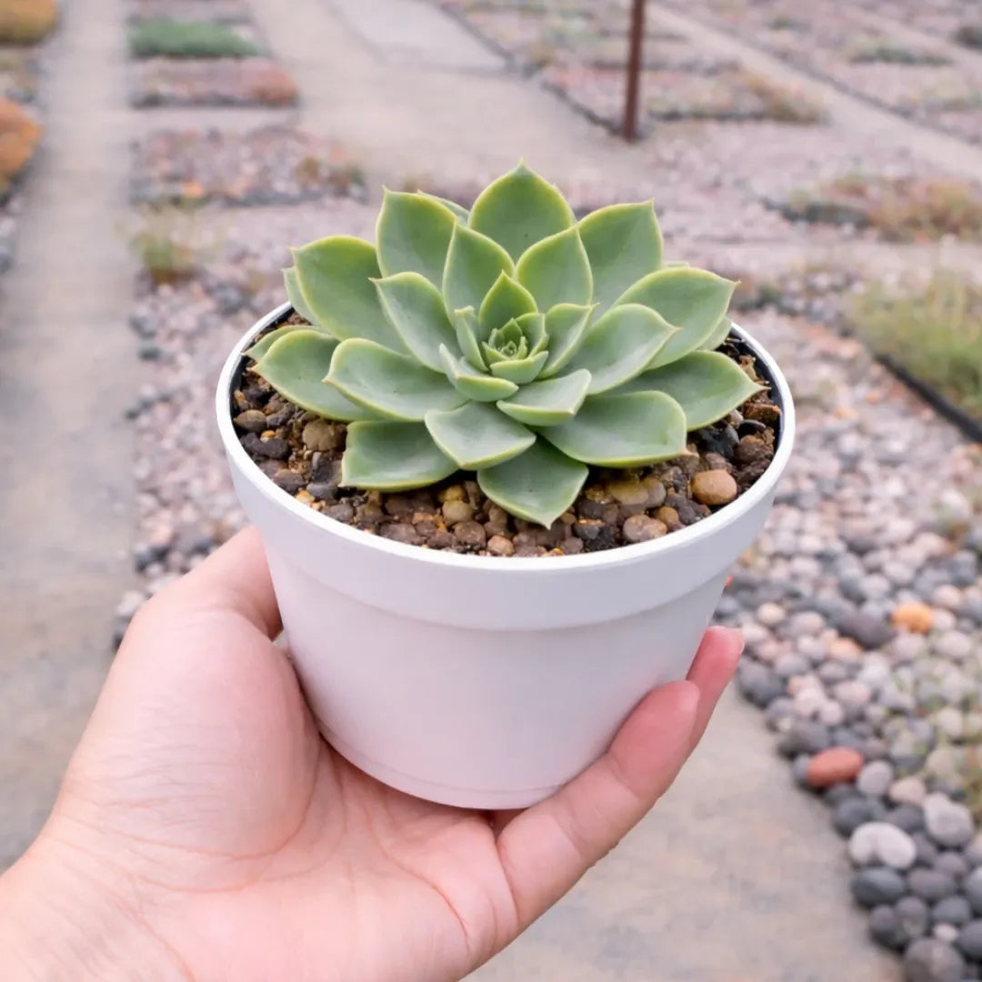 Succulent Combo A11 ( Bare-rooted )- Set of 5 Live Succulent Plants by Plant Orbit