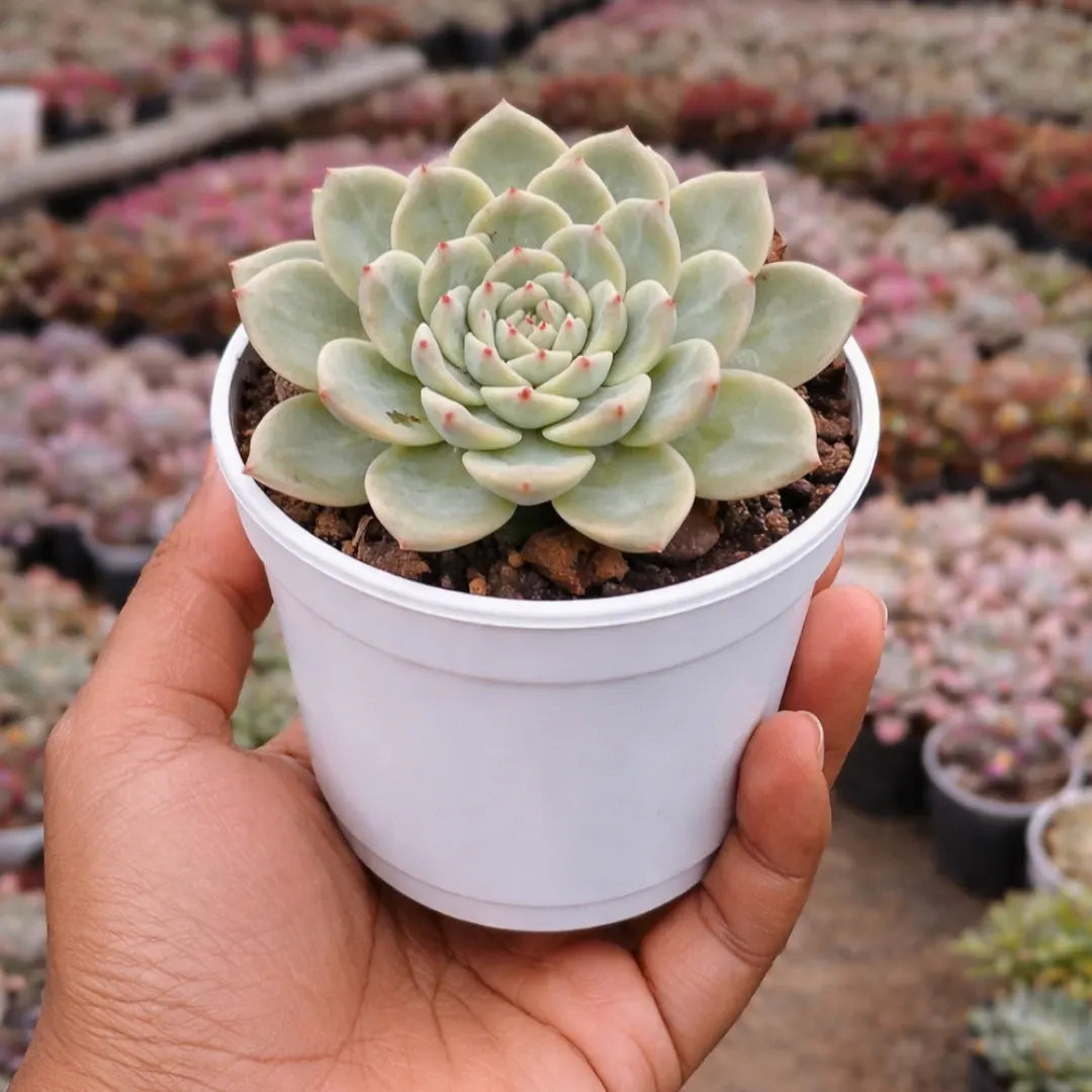Echeveria Peacockii - Blue Bird