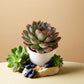 Echeveria Pink Border succulent plant in a white pot with soft green leaves edged in pink, surrounded by greenery and blueberries. Available at Plant Orbit.