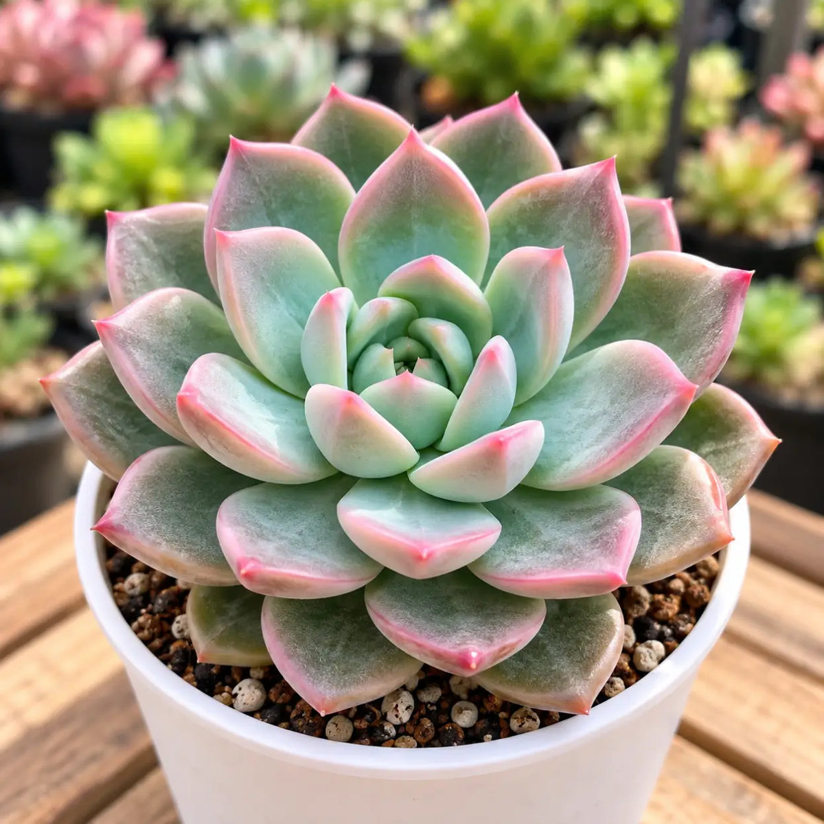 Echeveria Pink Line (Bare Rotoed)
