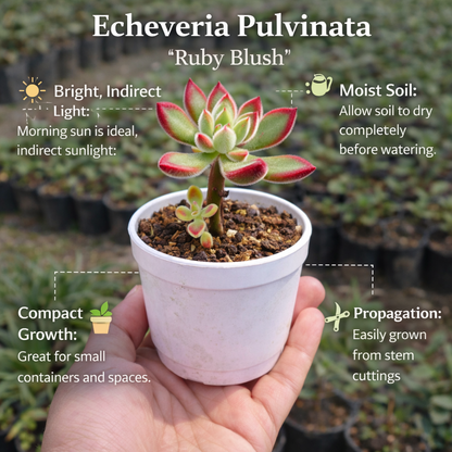 Succulent Combo A11- Set of 5 Live Succulent Plants by Plant Orbit