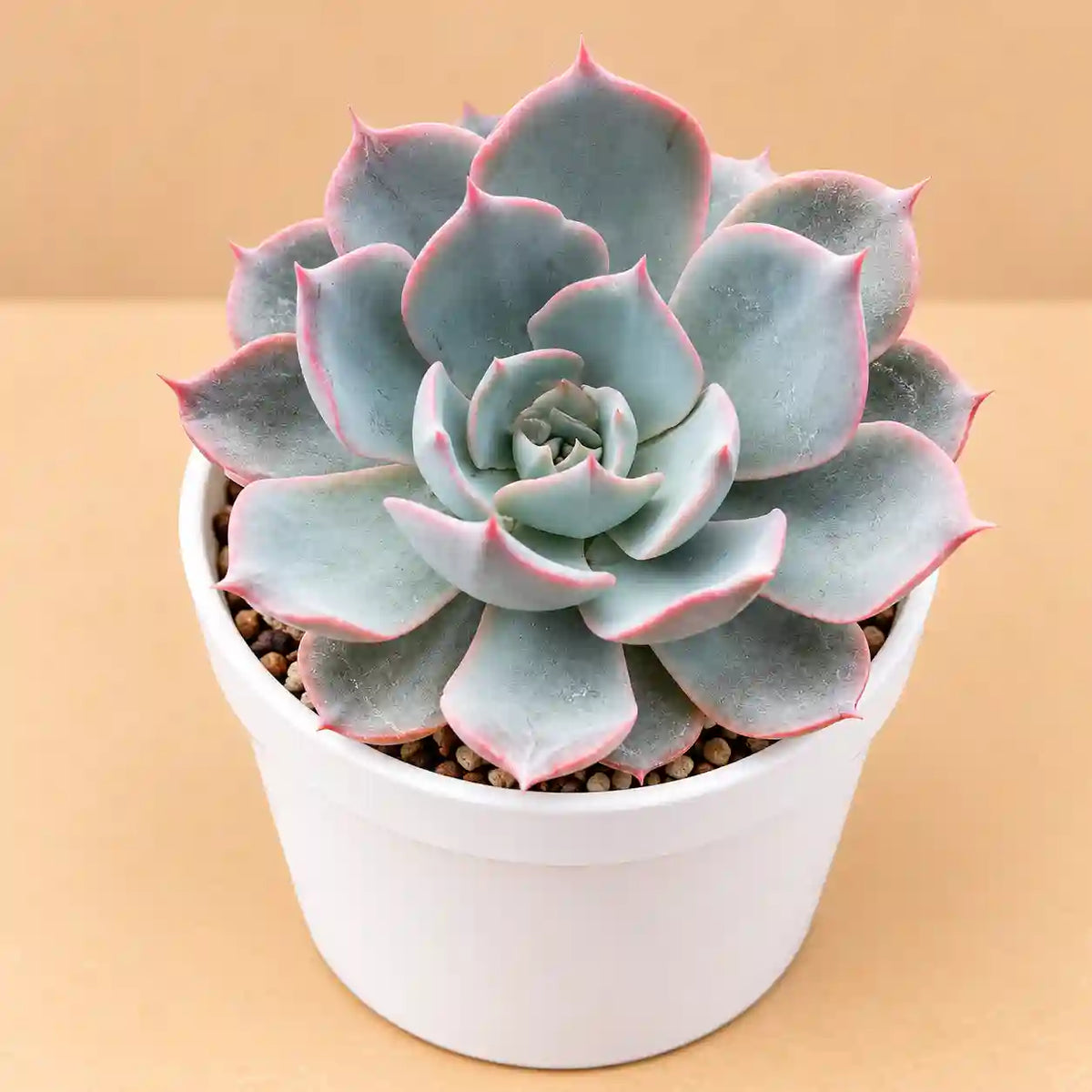 Echeveria Cante