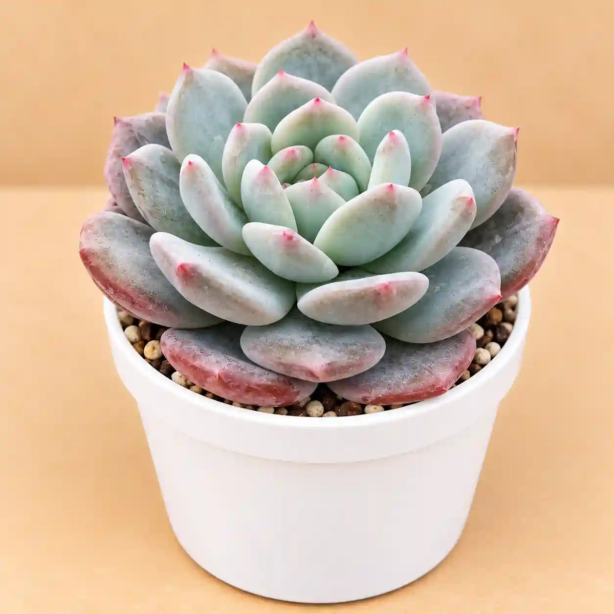 Echeveria Blue Hard