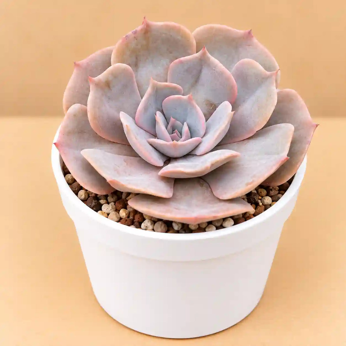 Echeveria Pollux