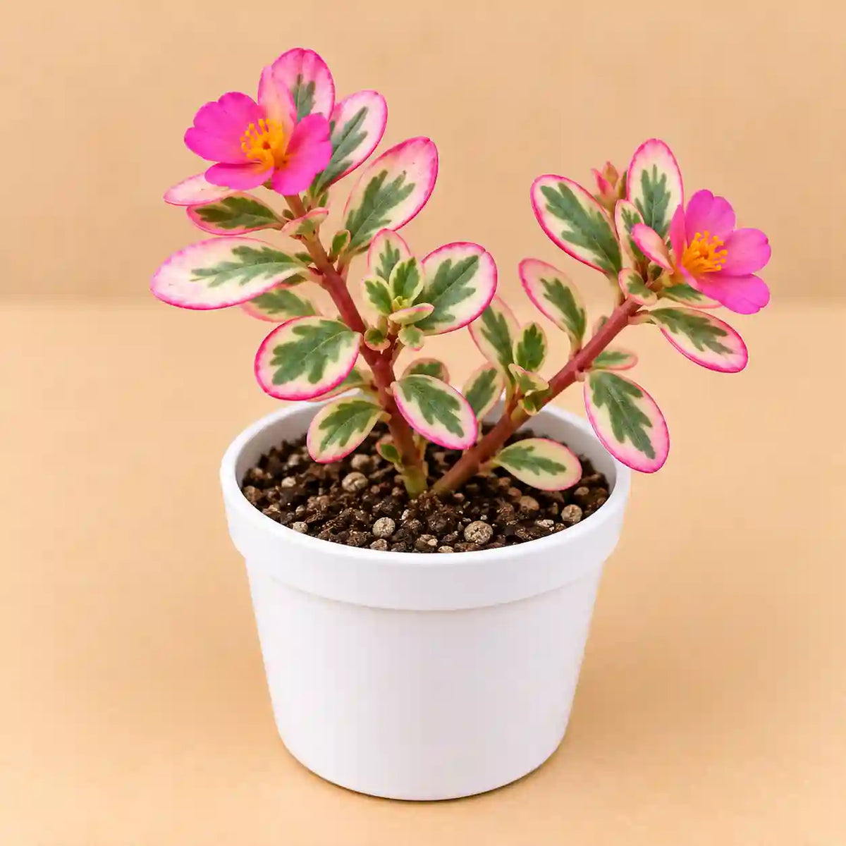 Portulaca Hanamisteria