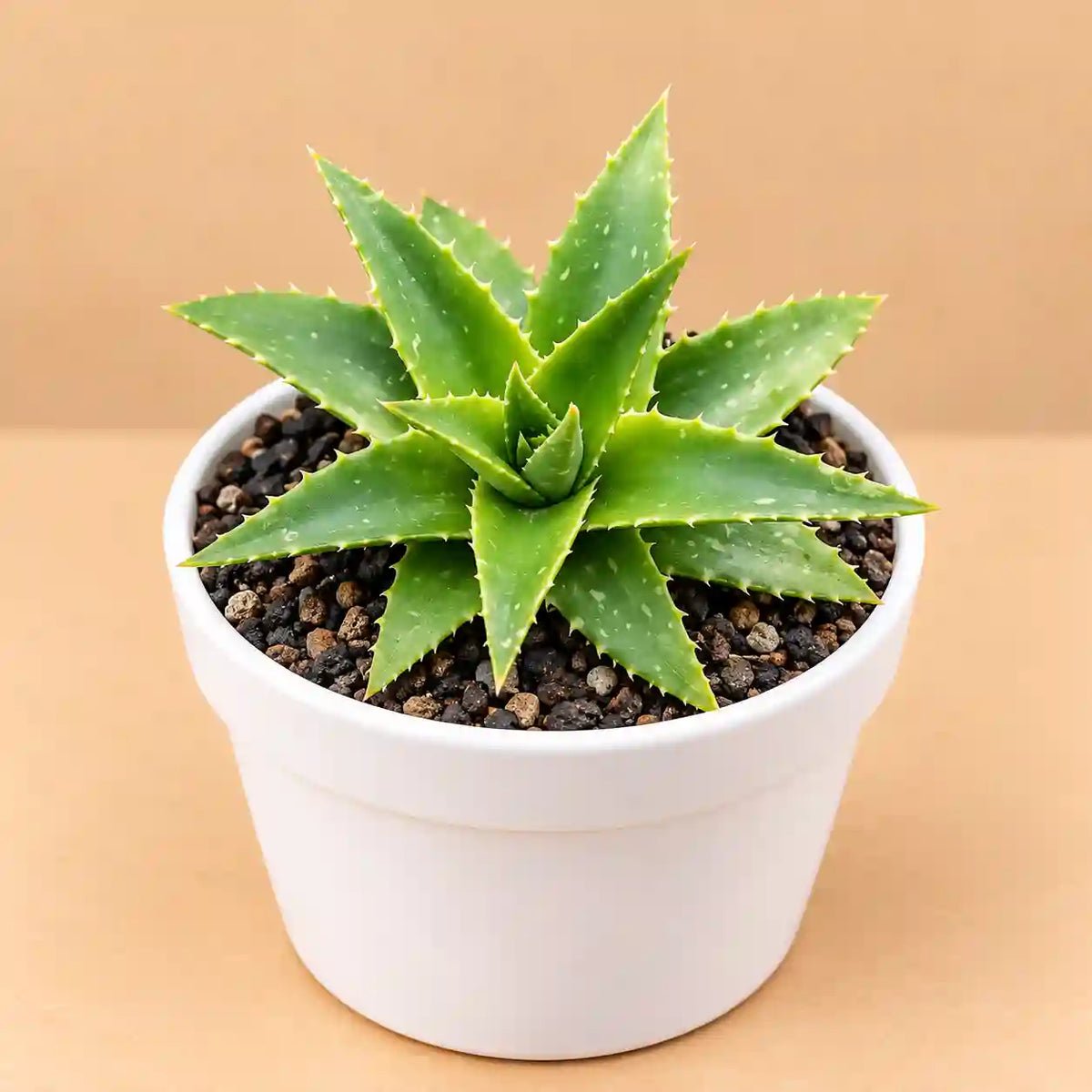 Dykia breviflolia
