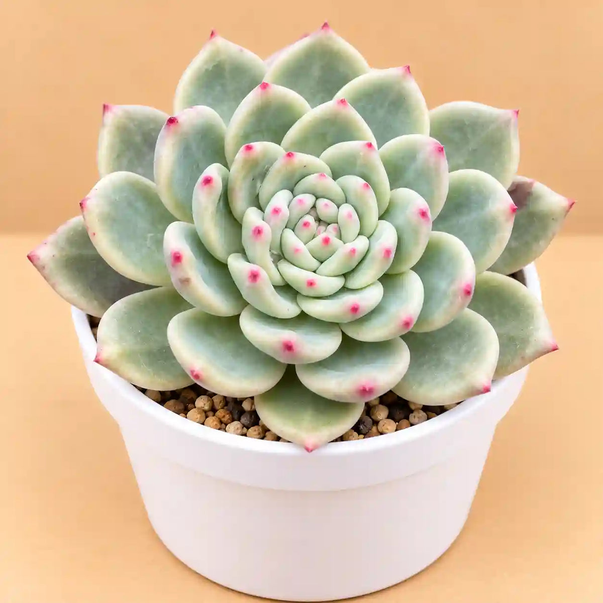 Echeveria Colorata E. Walther