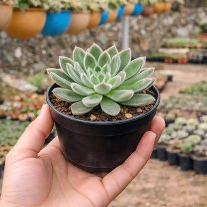 Echeveria Setosa Giant (Bare Rooted)