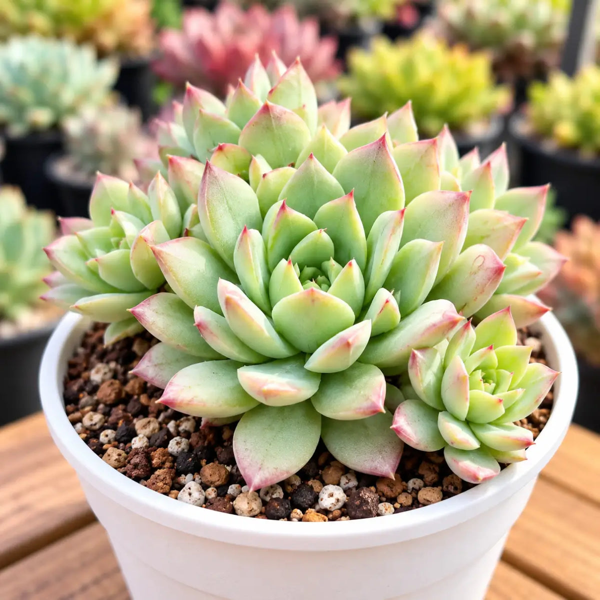 Echeveria Tippy Vagiegada (Bare Rooted)