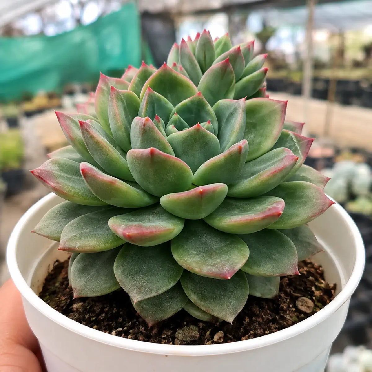 Echeveria Violet Queen (Bare Rooted)