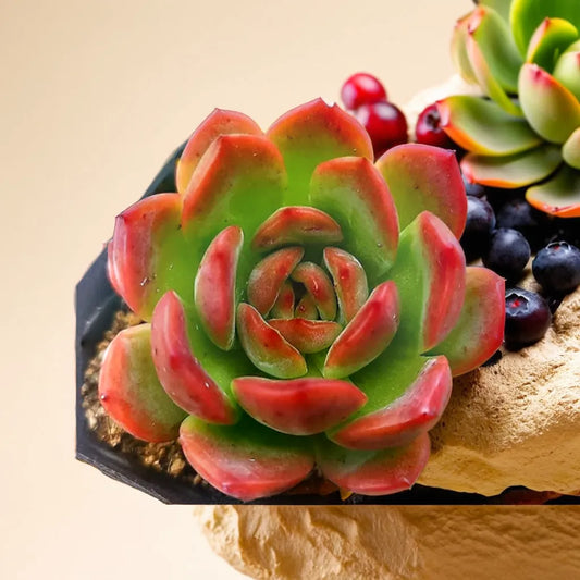 Close-up of Echeveria Bene Musume succulent plant with vibrant green leaves tipped with red, displayed in a decorative arrangement with blueberries.