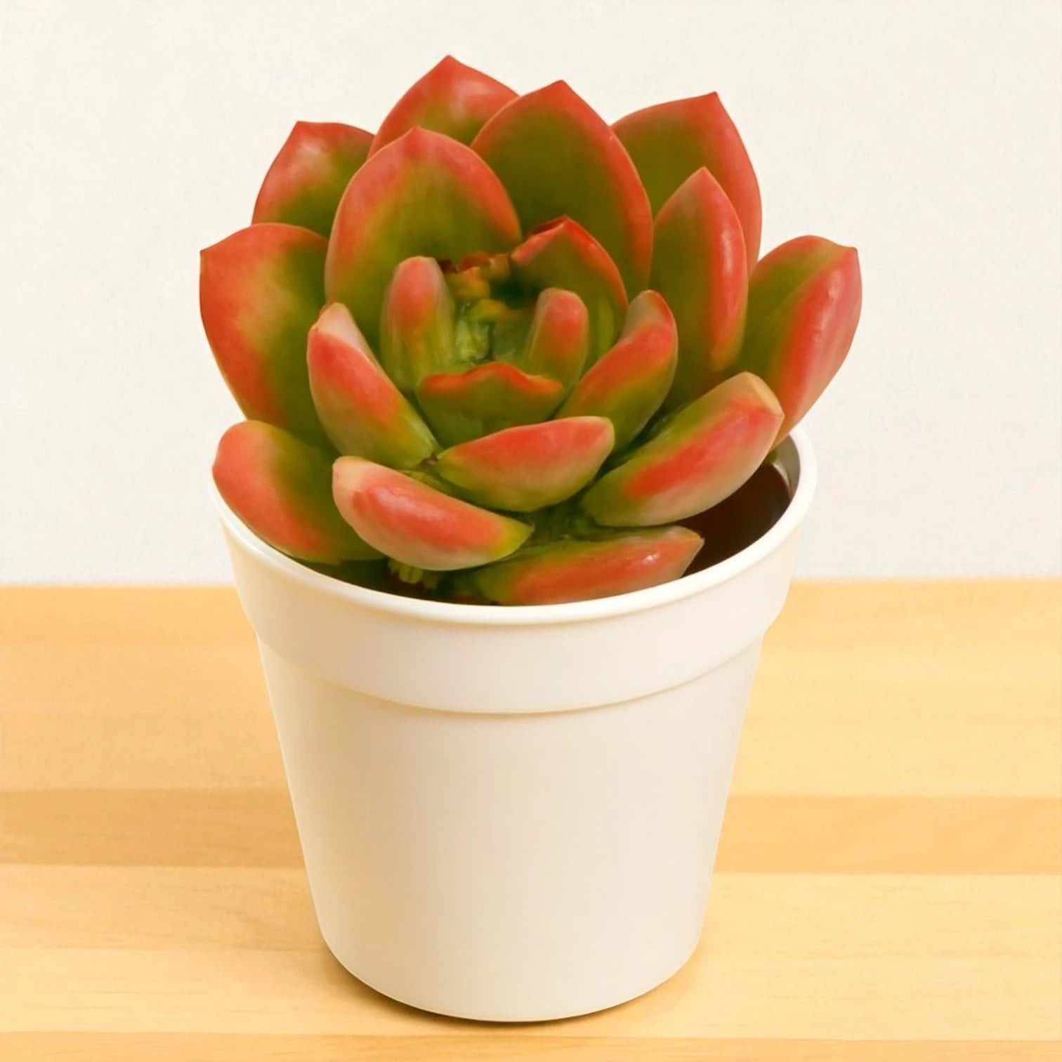 Echeveria Benimusume succulent with a compact rosette of thick green leaves edged and shaded in deep red, growing in a white pot held in a person’s hand at a plant nursery.