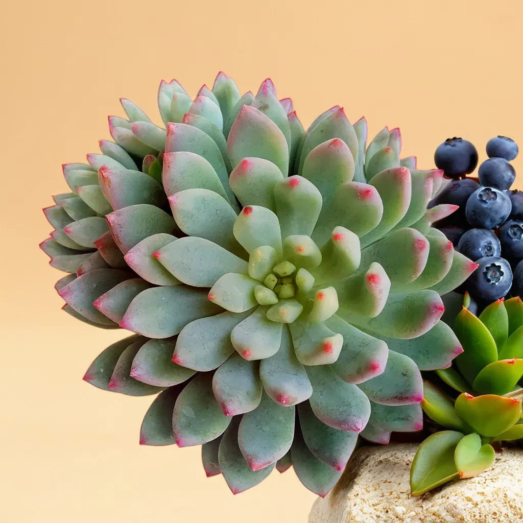 Close-up of Echeveria Blue Elf succulent plant with blue-green leaves and pink-tipped edges, displayed with blueberries and other succulents against a beige background.