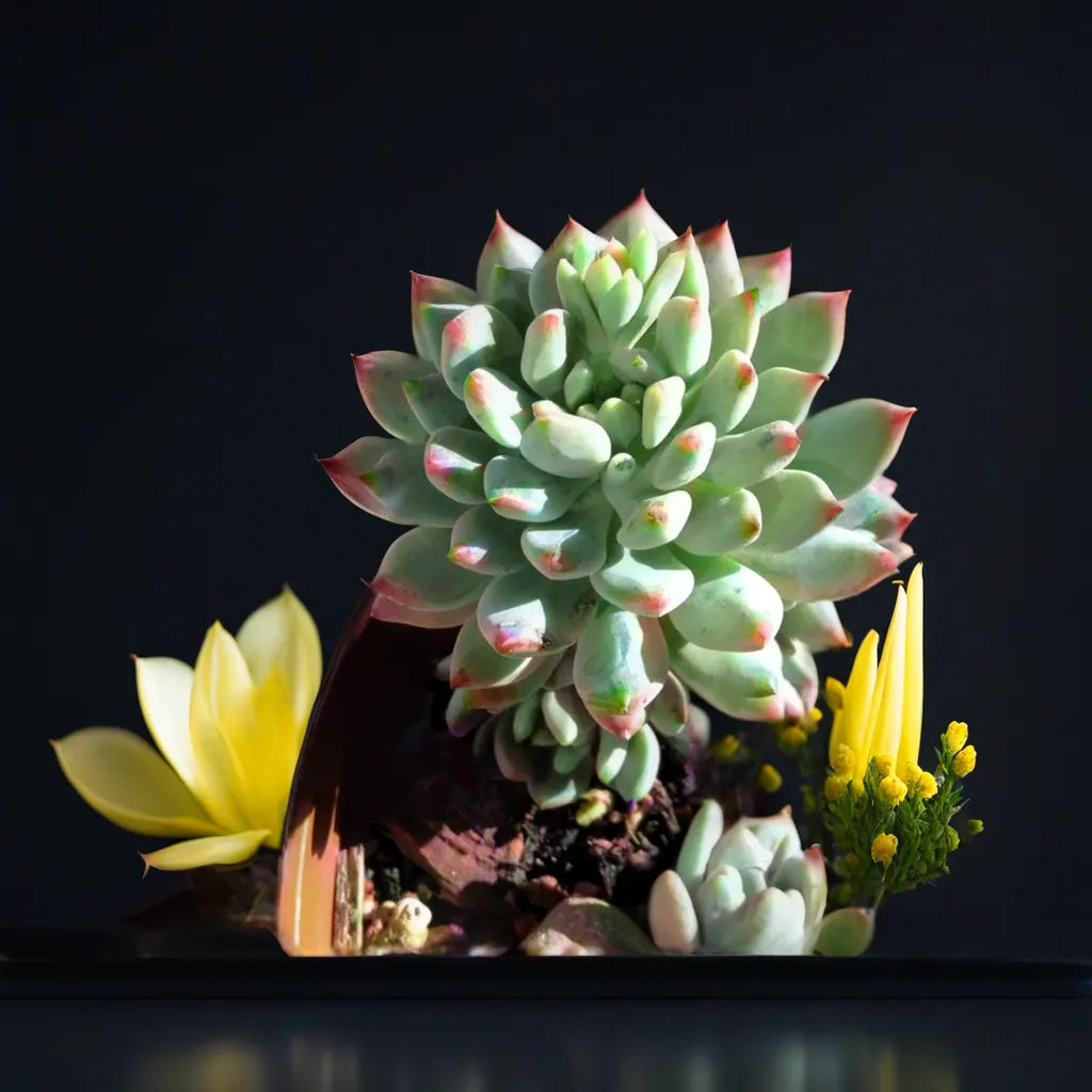 Echeveria Blue Elf succulent plant in a dark setting, with vibrant blue-green leaves and pink edges, accompanied by yellow flowers for a decorative arrangement.