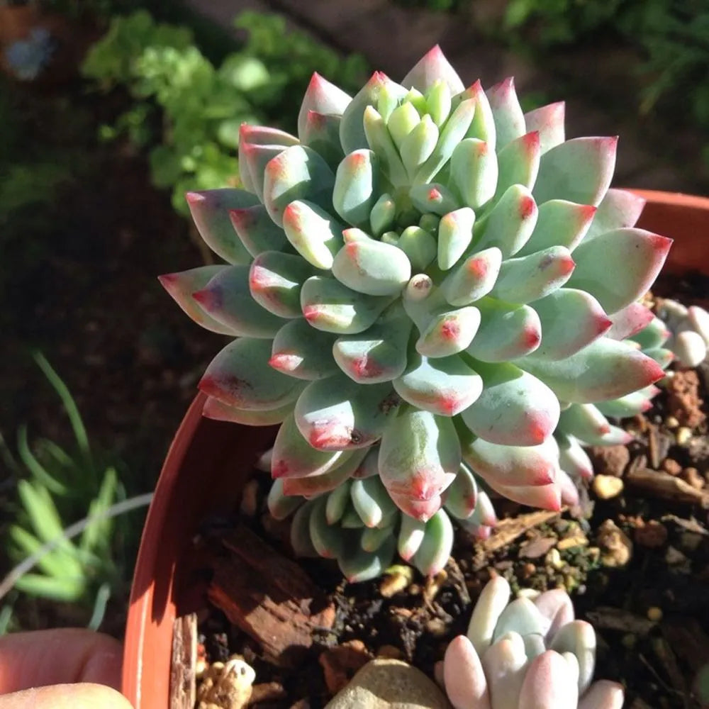 Top view of Echeveria Blue Elf succulent in a garden pot, showcasing its compact rosette with blue-green leaves tipped in pink.