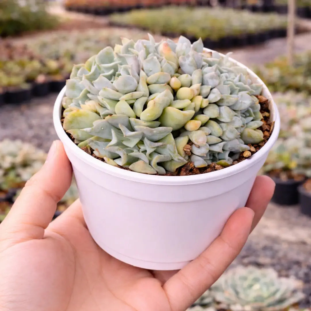 Echeveria Brain Crest succulent with a highly crested, densely packed growth pattern, featuring pale blue-green fleshy leaves with a powdery appearance in a white pot.
