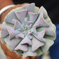 Close-up of Echeveria Cubic Frost succulent plant with pastel purple rosette leaves held in hand, showcasing its sculpted texture. Buy it online from Plant Orbit.