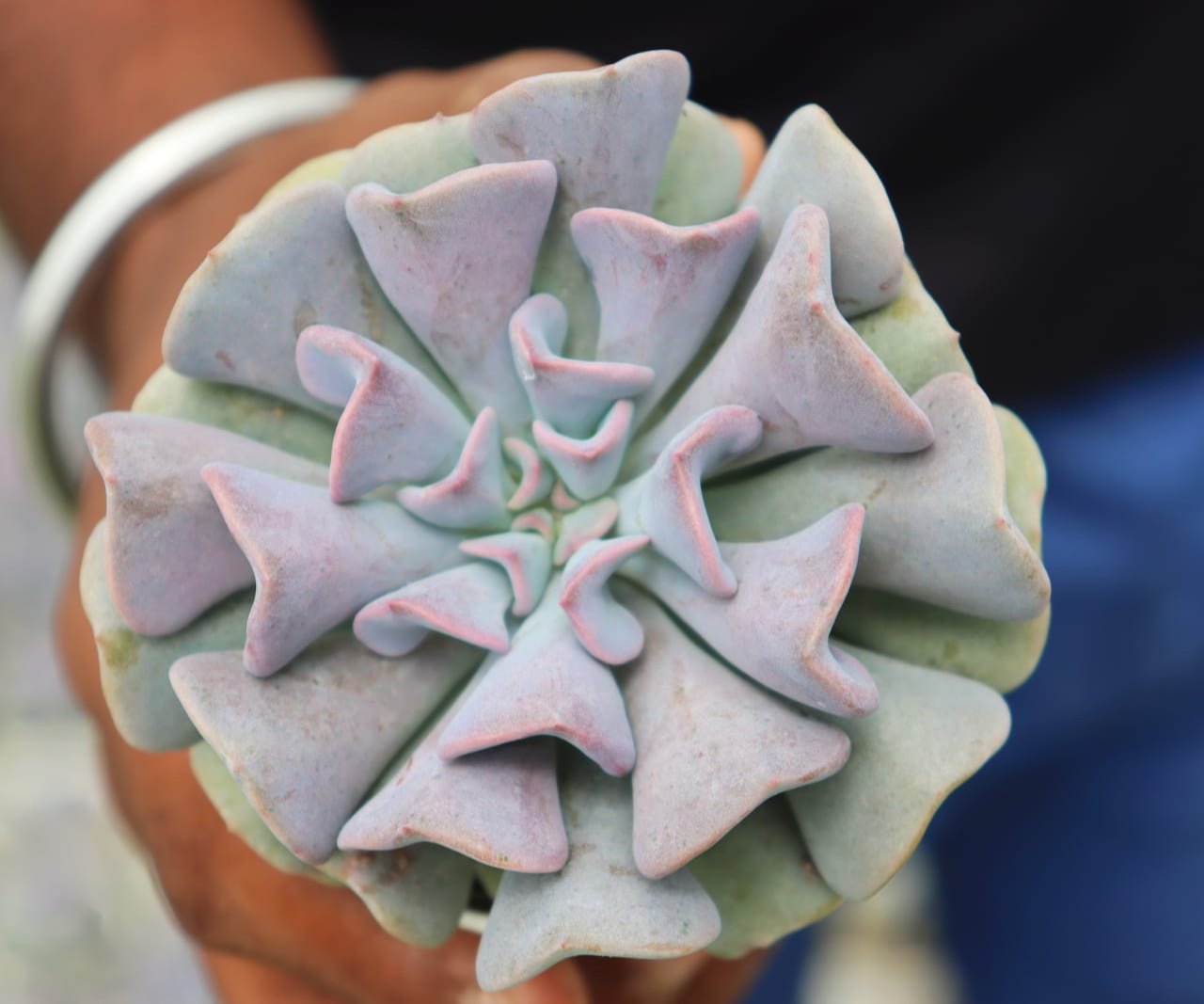 Close-up of Echeveria Cubic Frost succulent plant with pastel purple rosette leaves held in hand, showcasing its sculpted texture. Buy it online from Plant Orbit.