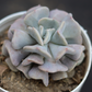 Top view of Echeveria Cubic Frost succulent with sculpted, frosty lavender leaves in a white pot. Perfect for home decor, available at Plant Orbit.