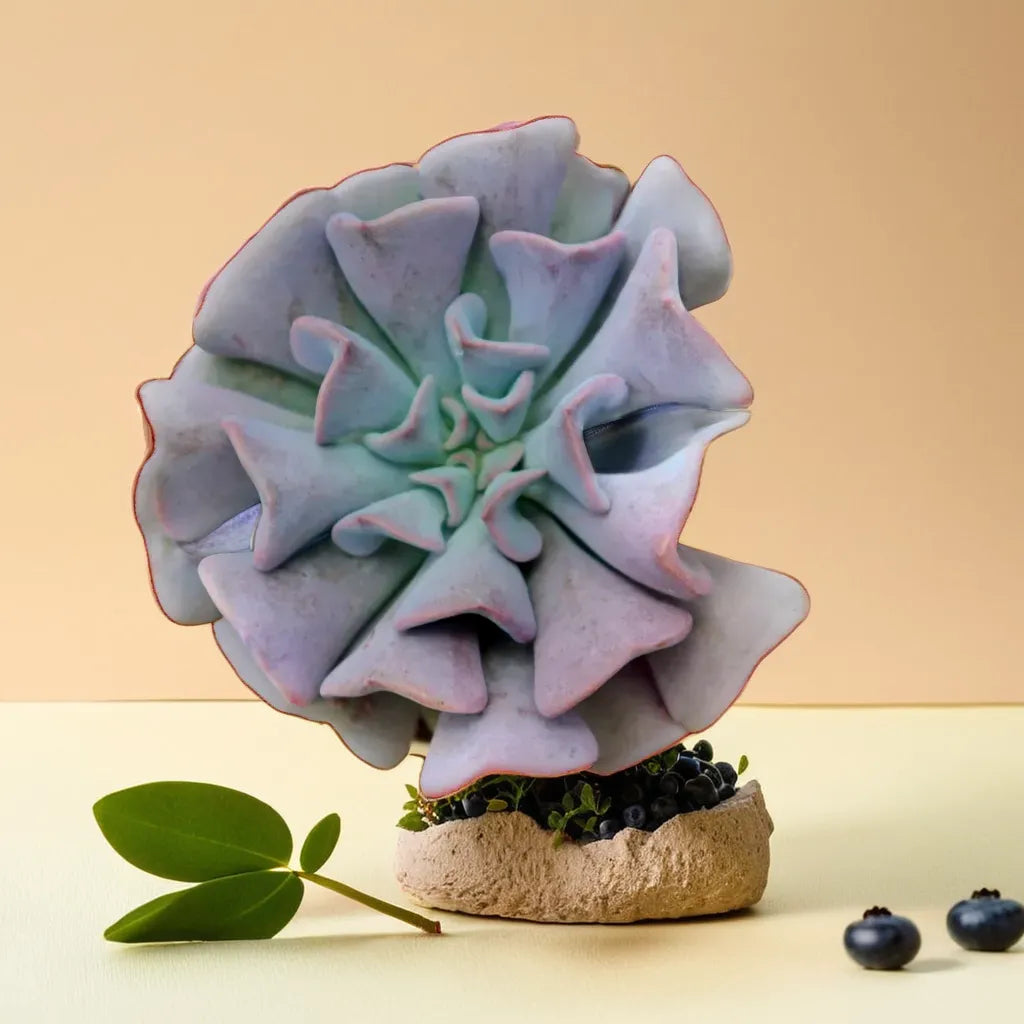 Echeveria Cubic Frost succulent plant with unique frosted rosette leaves, displayed on a sandy surface with blueberries. Available at Plant Orbit.