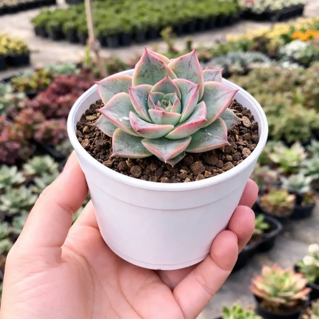 Echeveria Dionysos succulent with a compact blue-green rosette, powdery leaves, and attractive pink-red margins and tips, growing in a white pot.