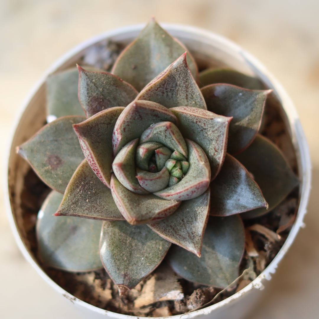 Top view of Echeveria Dionysos succulent plant with dark green leaves edged in red, growing in a white pot, available at Plant Orbit.