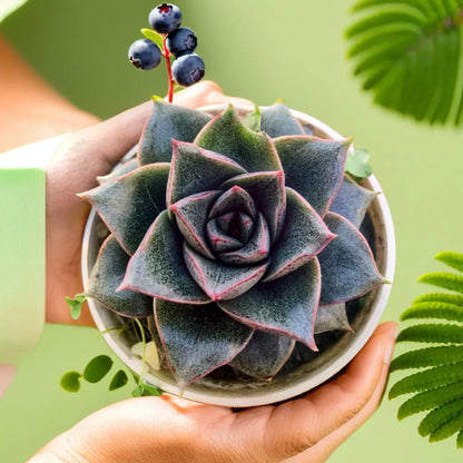 dionysos succulent Buy Echeveria Dionysos Plant Online In India