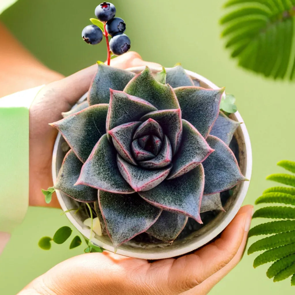 Echeveria Dionysos succulent plant in a white pot, held with both hands against a green background, featuring dark green rosette leaves with red edges, from Plant Orbit.