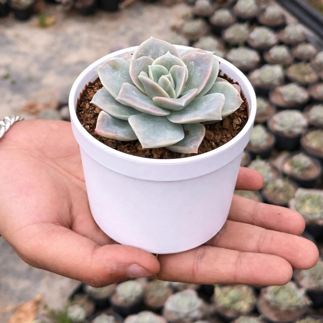 Echeveria Elegans Hybrid succulent with a compact rosette of pale blue-green, powdery leaves with soft pink edges, growing in a white pot held in a person’s hand at a plant nursery.