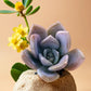 Close-up of Echeveria Elegans Hybrid succulent with pale green rosette leaves and pink edges, set against a beige background with yellow flowers, from Plant Orbit.