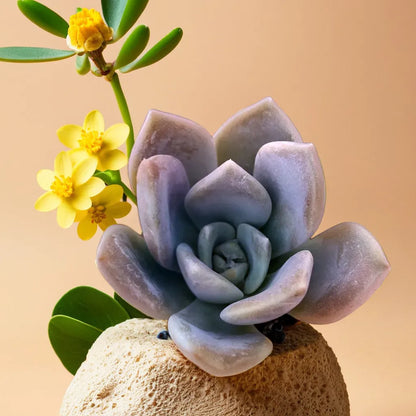 Close-up of Echeveria Elegans Hybrid succulent with pale green rosette leaves and pink edges, set against a beige background with yellow flowers, from Plant Orbit.