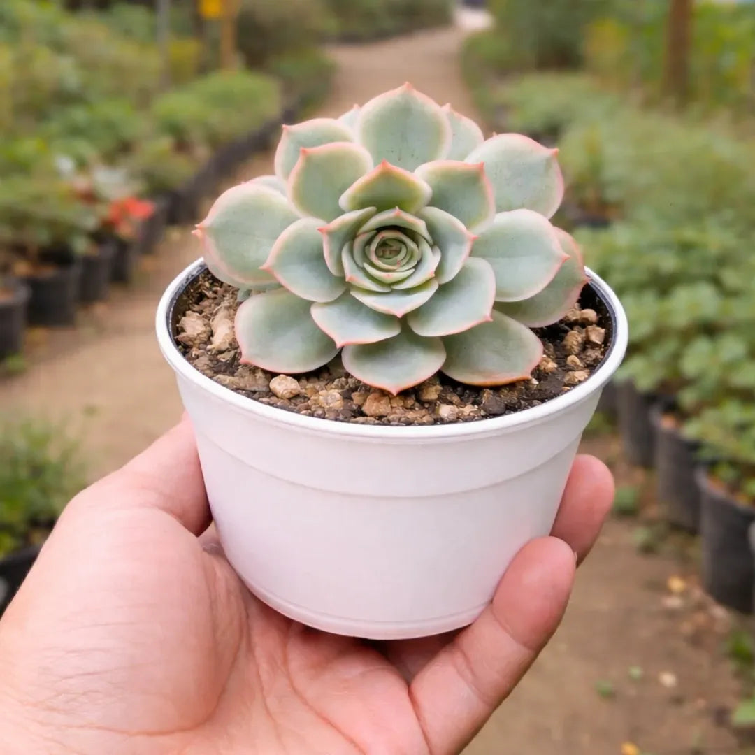 Echeveria Esther succulent with a compact rosette of pale blue-green fleshy leaves edged in soft pink, growing in a white pot held in a person’s hand at a plant nursery.